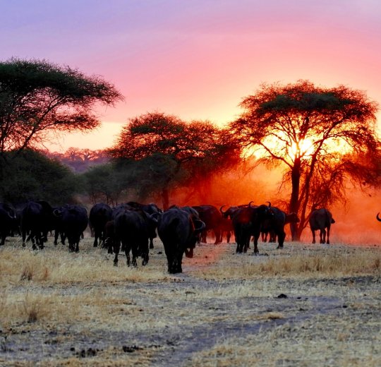 Туры в Танзанию 2025 из Москвы - цена на отдых от туроператора Анекс Туры в Танзанию 2025 из Москвы - цена на отдых от туроператора Анекс