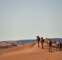 Туры в Марокко 2025 из Москвы - цена на отдых от туроператора Анекс Туры в Марокко 2025 из Москвы - цена на отдых от туроператора Анекс