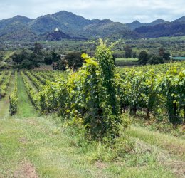 Туры в Хуа Хин 2025 - цены на путевки в Таиланд из Москвы от туроператора Анекс Туры в Хуа Хин 2025 - цены на путевки в Таиланд из Москвы от туроператора Анекс