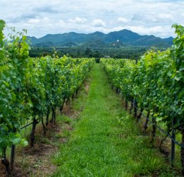 Туры в Хуа Хин 2025 - цены на путевки в Таиланд из Москвы от туроператора Анекс Туры в Хуа Хин 2025 - цены на путевки в Таиланд из Москвы от туроператора Анекс