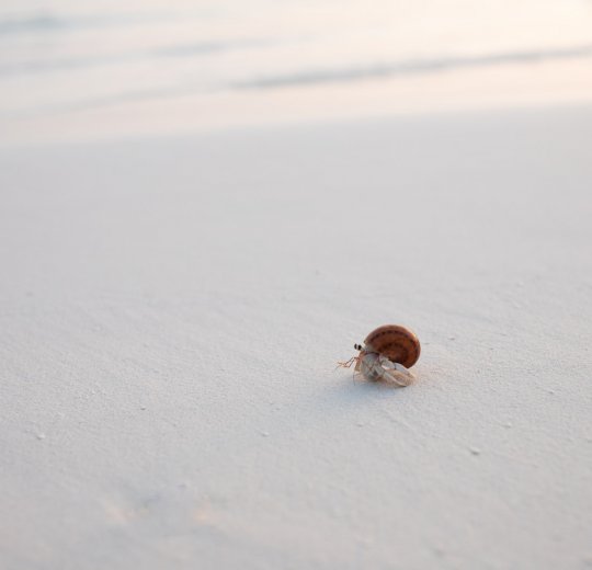 Туры на Мальдивы 2025 из Москвы - цена на отдых от туроператора Анекс Туры на Мальдивы 2025 из Москвы - цена на отдых от туроператора Анекс