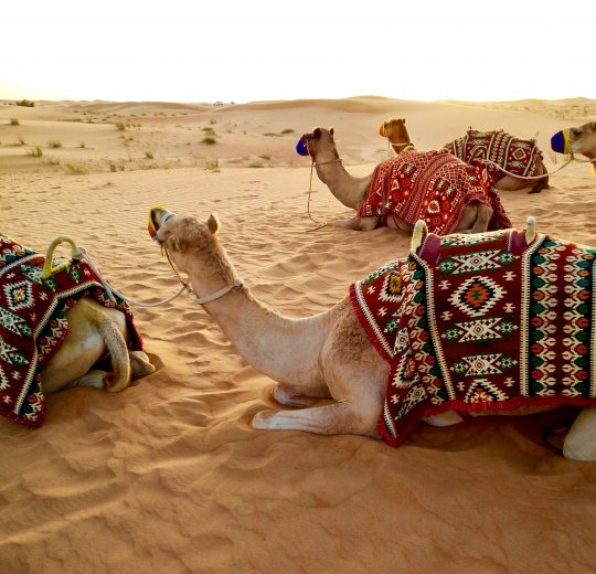 Туры в ОАЭ 2025 из Москвы - цена на отдых от туроператора Анекс Туры в ОАЭ 2025 из Москвы - цена на отдых от туроператора Анекс